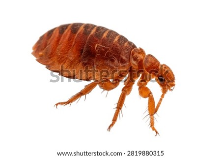 Bee Louse Tiny Wingless Reddish Brown Parasitic I Isolated On White Background