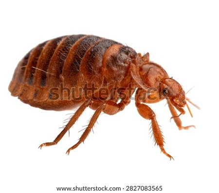 Bee Louse Tiny Wingless Reddish Brown Parasitic I Isolated On White Background