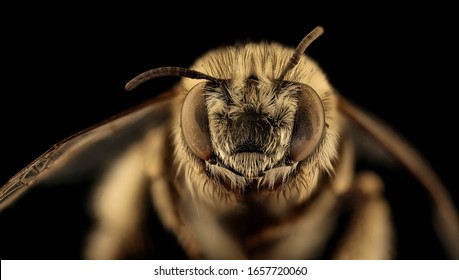 8,241 Honey Bee Face Images, Stock Photos & Vectors | Shutterstock