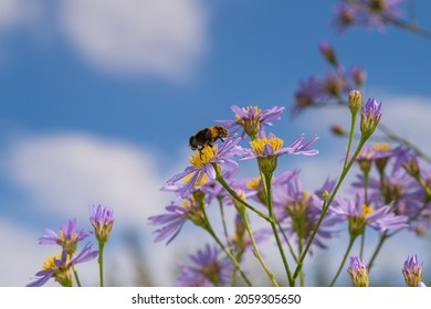 A bee macro. Drinking nectar, collecting pollen.