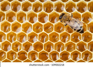 bee macro shot collecting honey in honeycomb