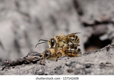 The bee mating on the trunk