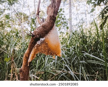 A bee nest attached to a tree. Bees make honeycombs on tree trunks. Honey bee nest - Powered by Shutterstock