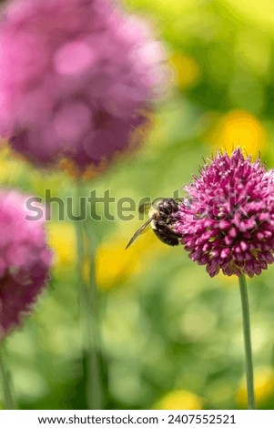 bee on a Allium sphaerocephalon flower in mid summer