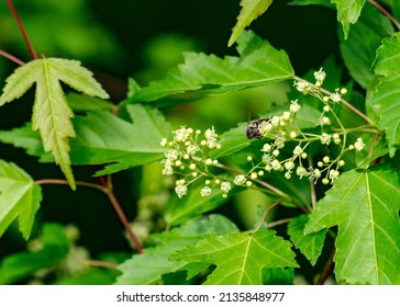 Bee on Amur Maple Tree