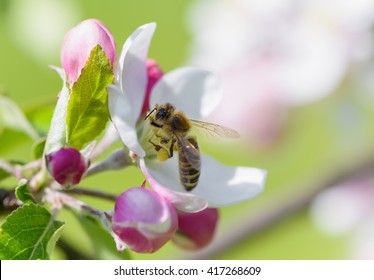 Bee On Apple Blossom.