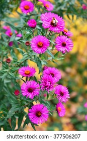 Bee On An Aster Dumosus 