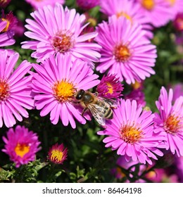 Bee On Aster (Aster Dumosus)