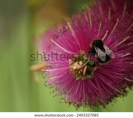 Bee on a beautiful Bottlebrush