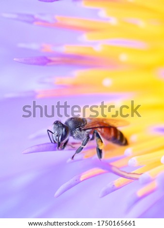 Similar – Image, Stock Photo adherence Nature Plant