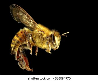 Bee on a black background