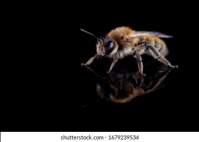 Bee on a black background with reflection
