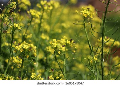 Bee On Blooming Canola Flowers Fields. Black Mustard Flower, Bright Yellow Rapeseed Oil.