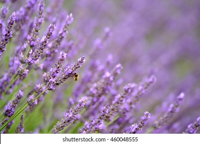 Bee on blooming lavender in a field at Provence - Shutterstock ID 460048555