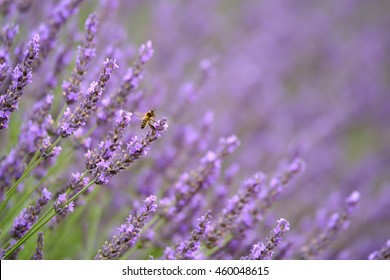Bee on blooming lavender in a field at Provence - Shutterstock ID 460048615