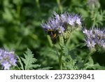 A bee on a blue flower, RHS Hyde Hall Gardens, Rettendon, Essex, England, UK - 2023