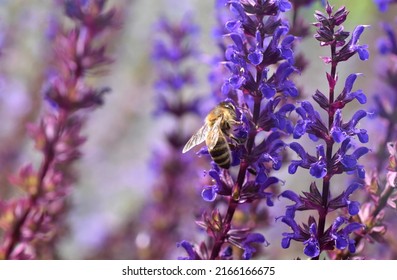 Bee On Blue Steppe Sage