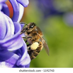 Bee On Bluebell - Fantastic Macro