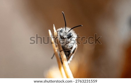 Bee on the brach of the tree