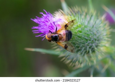 A Bee On A Burdock Flower Collecting Pollen Macro