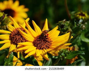 A Bee On California Brittlebush