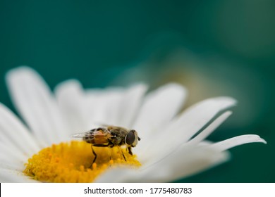 A bee on a camomile flower. Macro photo. White petals and yellow stamens of a camomile. Yellow pollen of a flower on the body of a bee.A bee pollinates a flower. Bee wings, paws, head and body texture