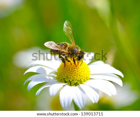 Bee on the chamomile flower