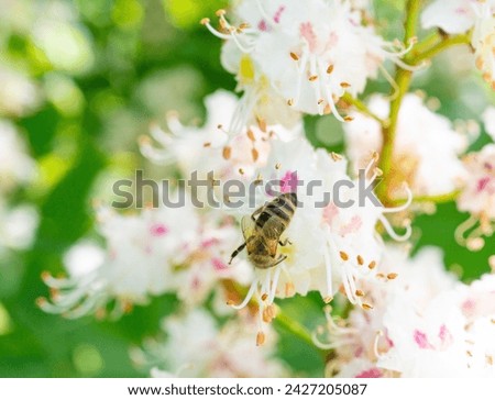 Bee on Chestnut Flowers, Horse Chestnut Tree Flower Background, Spring Blossoms, City Park Horsechestnut Flowers, Flowering Trees
