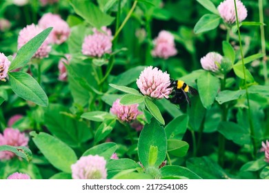 A bee on a clover flower. Trifolium pratense, pink clover in the meadow. Clover with pink flowers and Poa annua, or annual meadow grass on the lawn under the summer sun. Toned. High quality photo