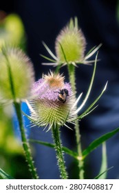 A bee on a Common Teasel (Dipsacus fullonum)