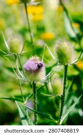 A bee on a Common Teasel (Dipsacus fullonum)