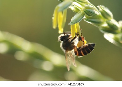bee on corn flower back light