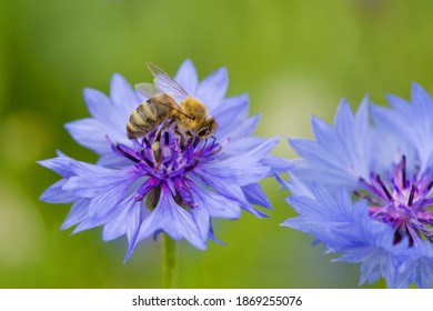 Bee on cornflower flower. Insect collects nectar for honey. Spring or summertime scene - Powered by Shutterstock