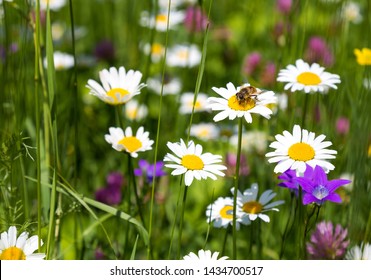 Bee On Daisy Flowers In The Meadow