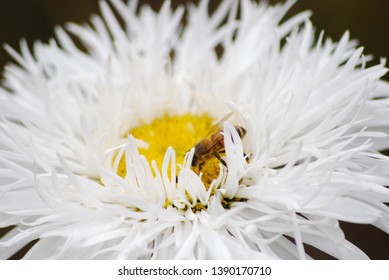 Bee On A Daisy, Hampton Court Flower Show