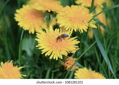 Bee on the dandelion