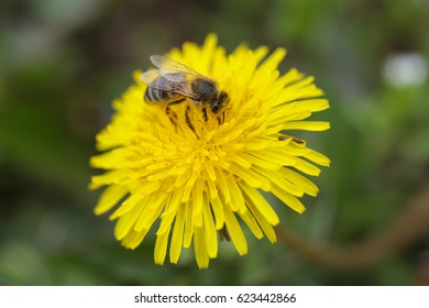 Bee on Dandelion