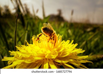 Bee on a Dandelion Flower
