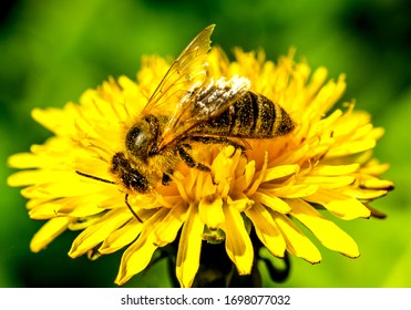 bee on dandelion flower, blurred background 