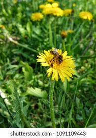 bee on dandelion garden summer flowers honey 