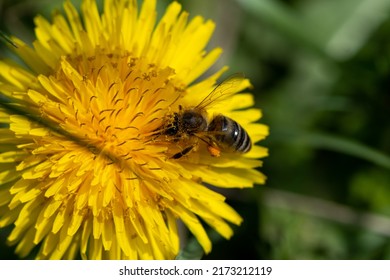 Bee on a dandelion with a grassy background