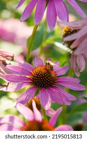 Bee On The Echinacea Flower	
