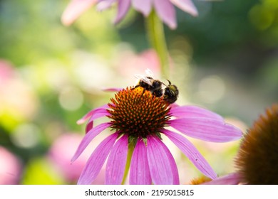 Bee On The Echinacea Flower	
