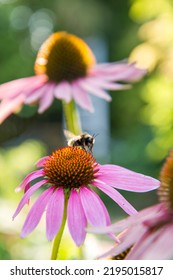 Bee On The Echinacea Flower	
