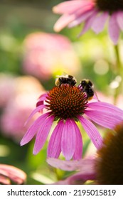 Bee On The Echinacea Flower	
