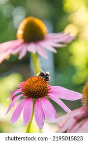 Bee On The Echinacea Flower	
