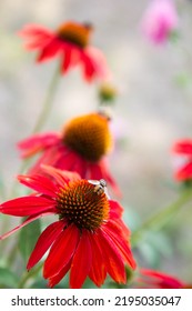 Bee On The Echinacea Flower	