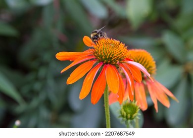 Bee On The Echinacea Flower