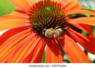 Bee On Echinacea Purpurea