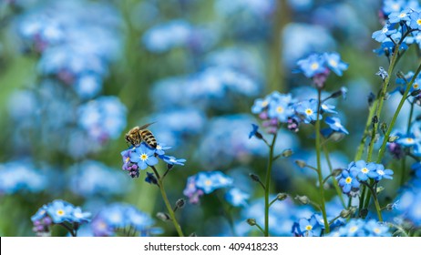 bee on the flower